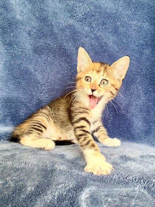 Camellia 26, Adoptable, Kitten Female American Shorthair & Domestic Short Hair.