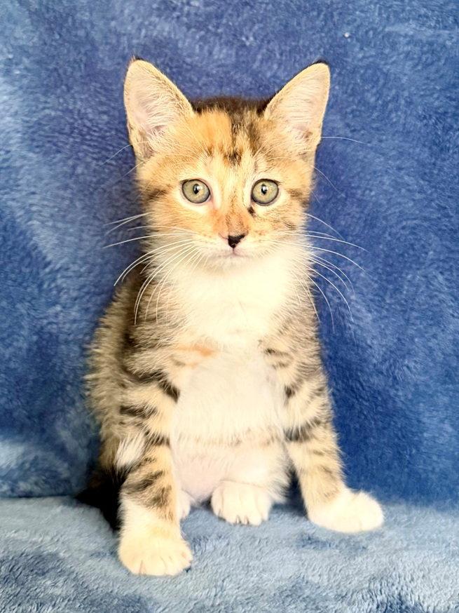 Camellia 26, a Adoptable mixed breed in Nashville, TN image 2/3