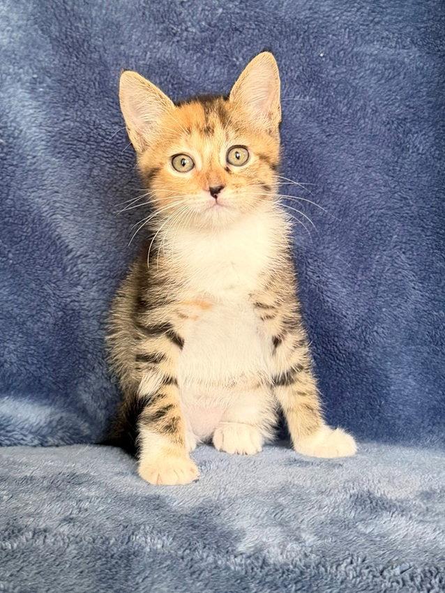 Camellia 26, a Adoptable mixed breed in Nashville, TN image 3/3