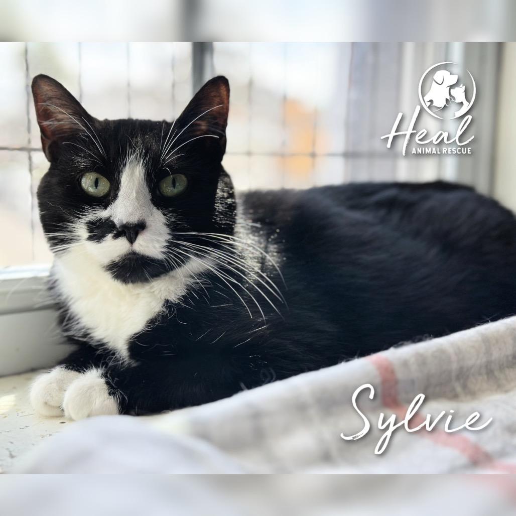 Sylvie, Adoptable, Senior Female Domestic Short Hair.