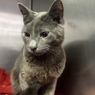 Enlarge Cupid, an adopted Domestic Short Hair in Worcester, MA image 1/1