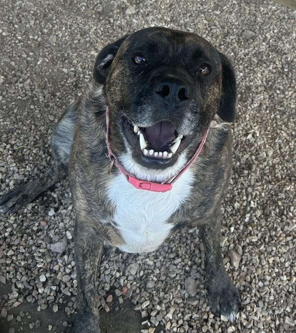Louie, Adoptable, Adult Male Mastiff & Mixed Breed.