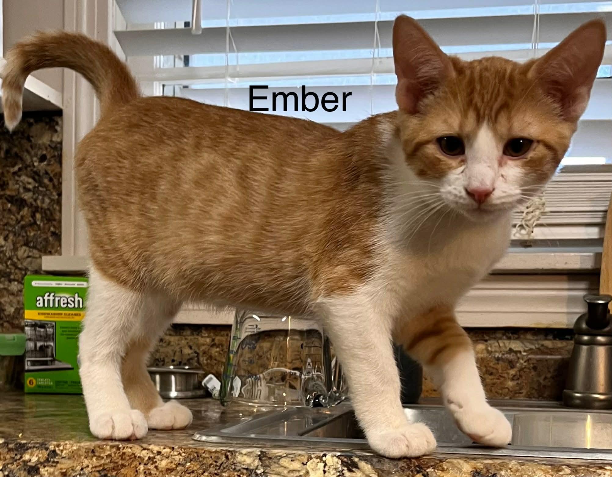 Ember (Peg-Fostered in TN), adopted, Young Male Tabby.