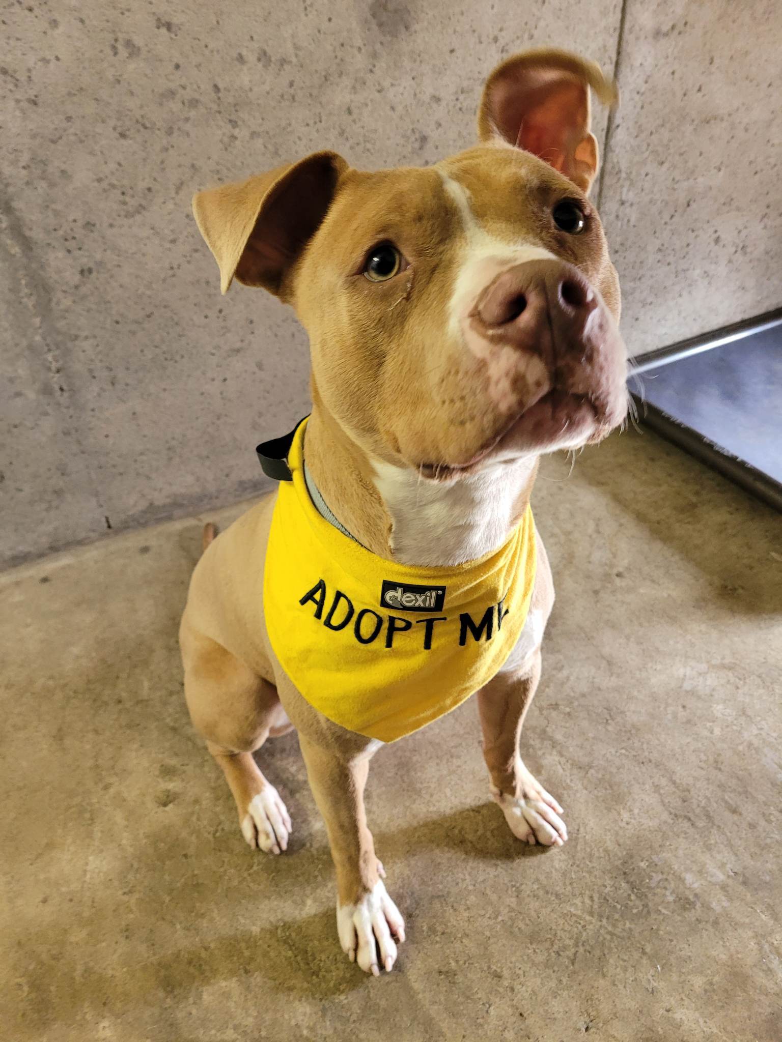 Oscar, Adopted, Young Male Pit Bull Terrier.