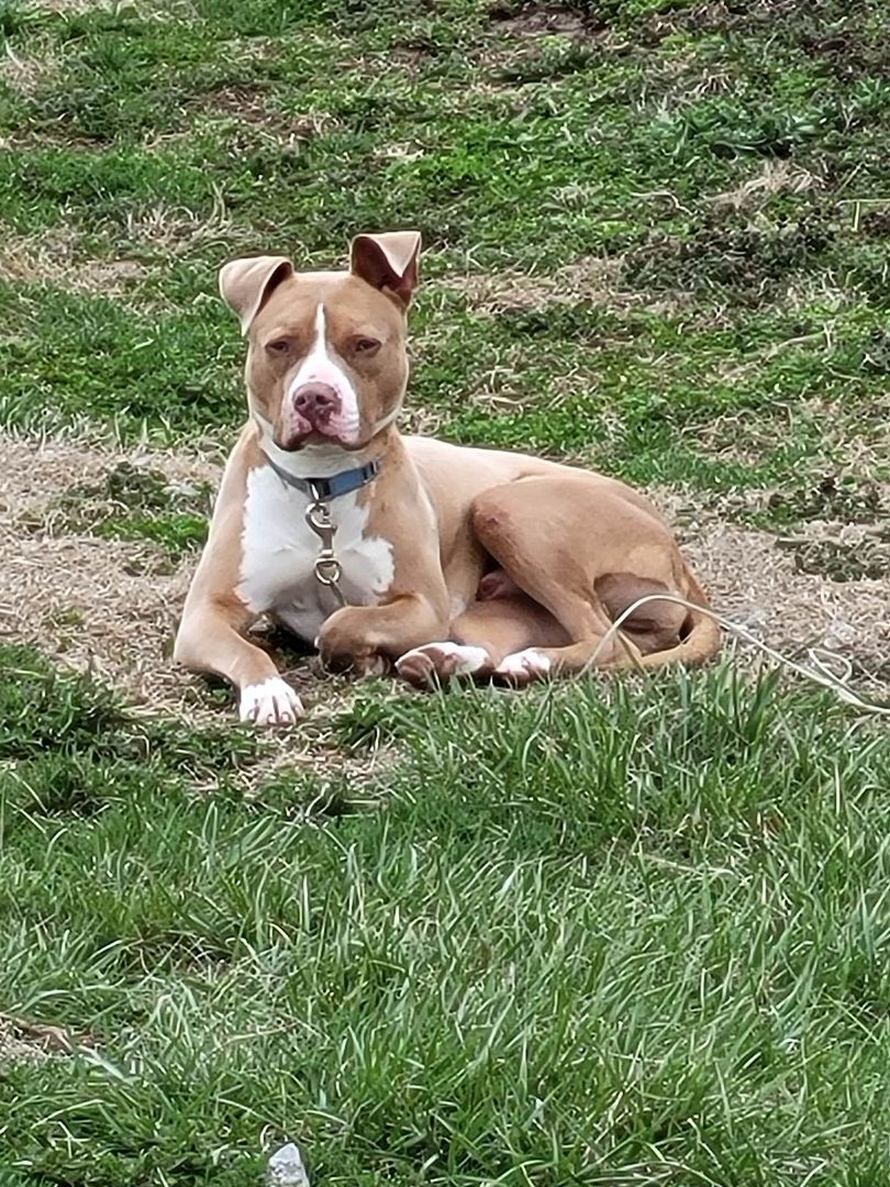 Oscar, a Adopted mixed breed in Plattsburg, MO image 2/8