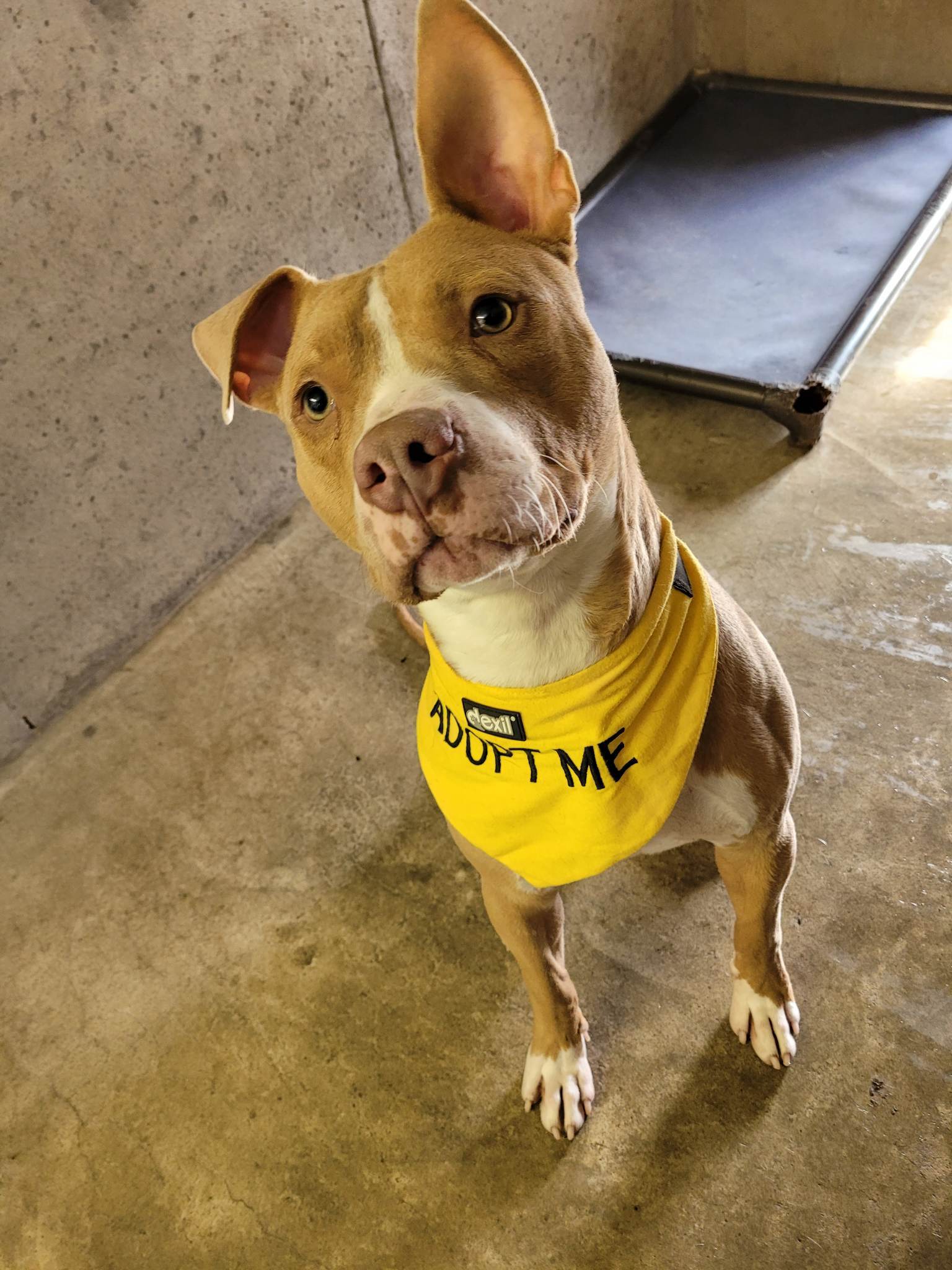 Oscar, a Adopted mixed breed in Plattsburg, MO image 3/8