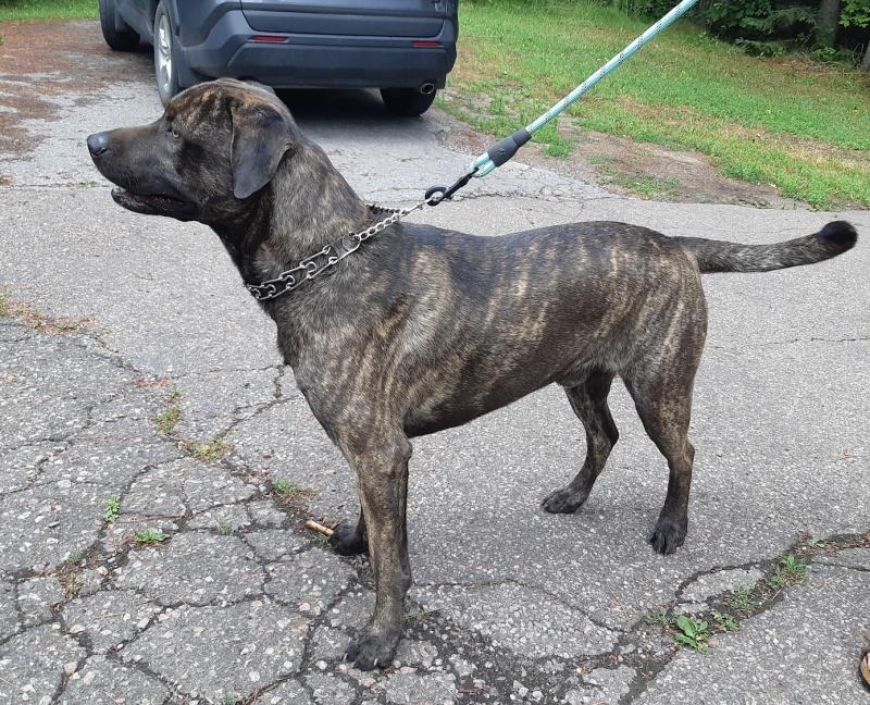Meatball, Adoptable, Adult Male Mastiff.