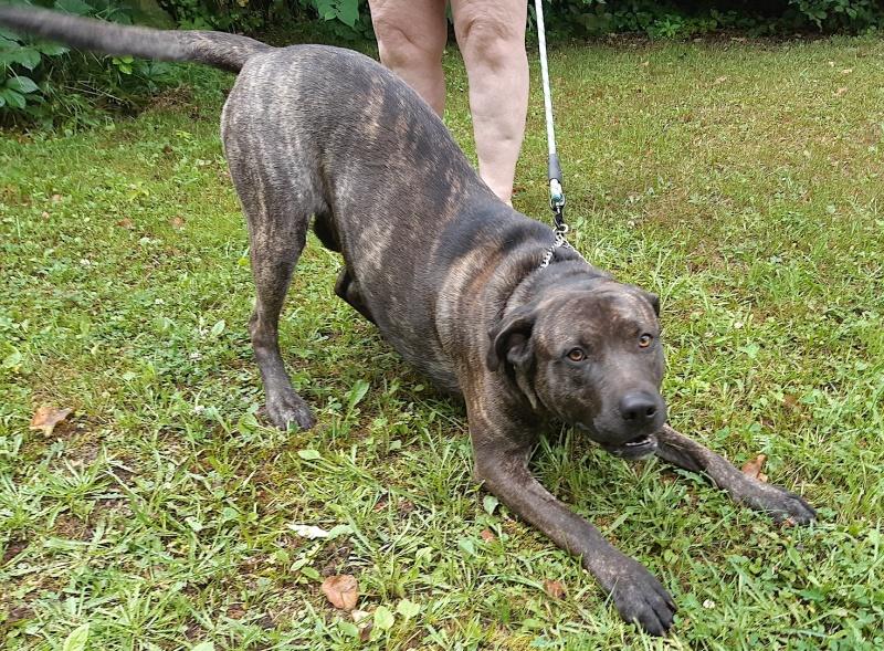 Meatball, a Adoptable mixed breed in Bancroft, ON image 2/4