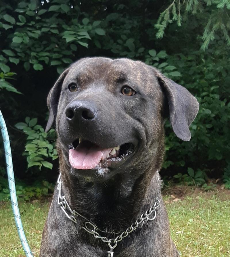 Meatball, a Adoptable mixed breed in Bancroft, ON image 3/4