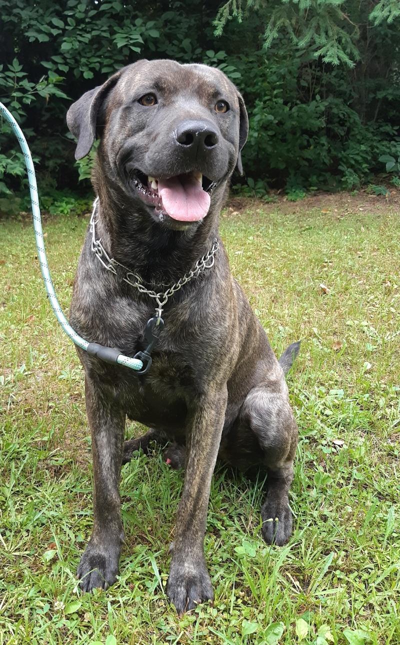 Meatball, a Adoptable mixed breed in Bancroft, ON image 4/4