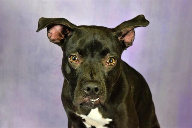 KANE, Adoptable, Young Male German Shepherd Dog & Mixed Breed.
