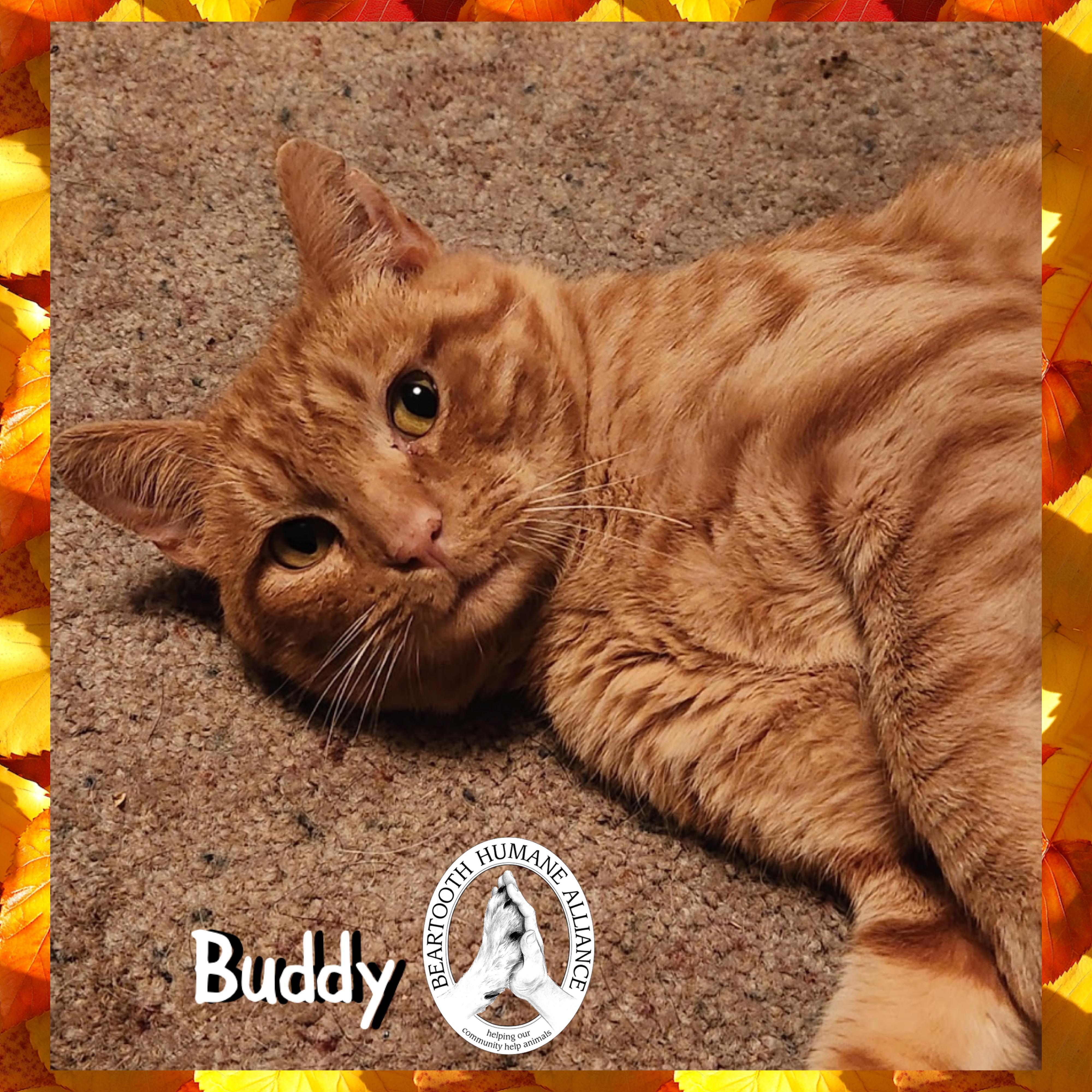 Buddy, Adoptable, Adult Male Domestic Short Hair.