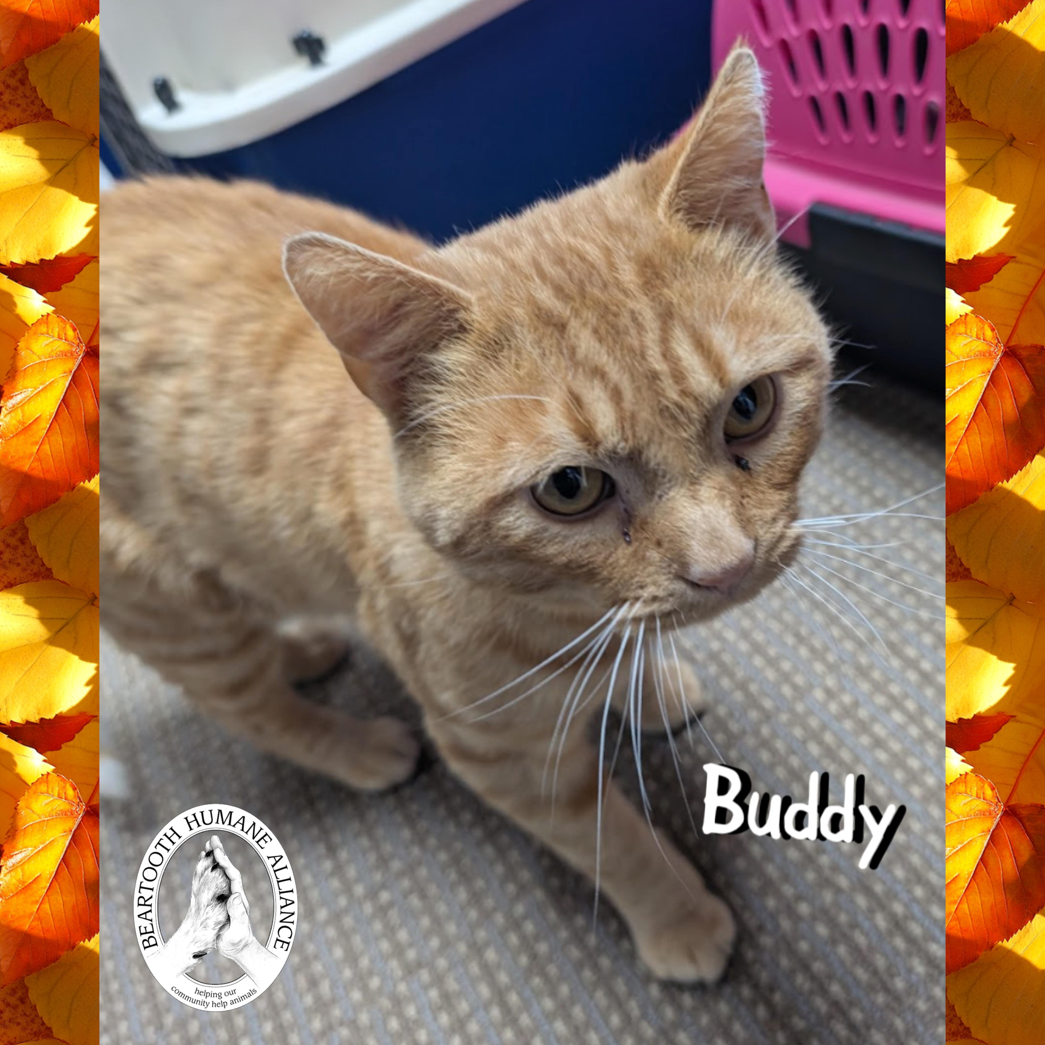 Buddy, an adoptable Domestic Short Hair in Red Lodge, MT, 59068 | Photo Image 2