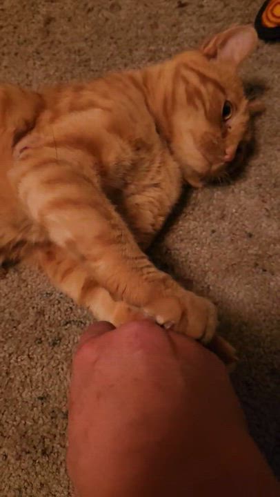 Enlarge Buddy, a Adoptable mixed breed in Red Lodge, MT video 3/3