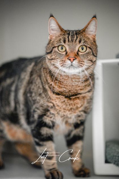 Enlarge Kameryn, a Adoptable mixed breed in Kalispell, MT image 1/3