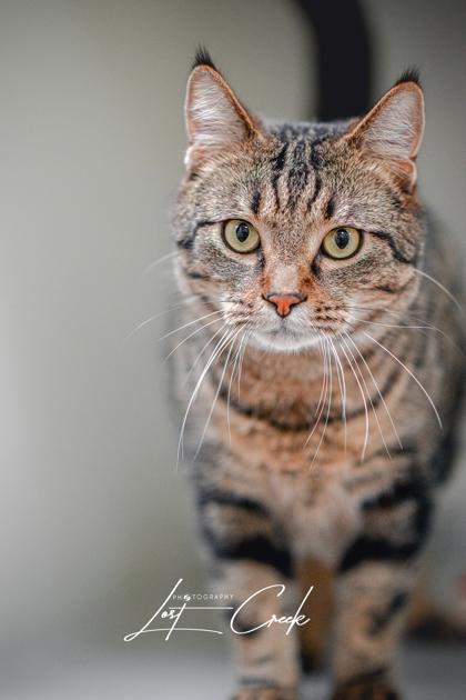 Enlarge Kameryn, a Adoptable mixed breed in Kalispell, MT image 2/3