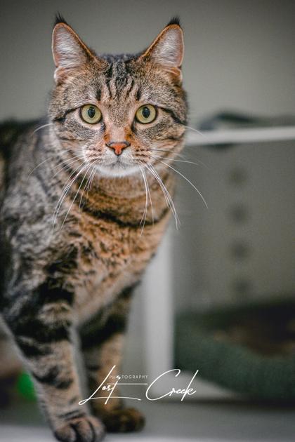 Enlarge Kameryn, a Adoptable mixed breed in Kalispell, MT image 3/3