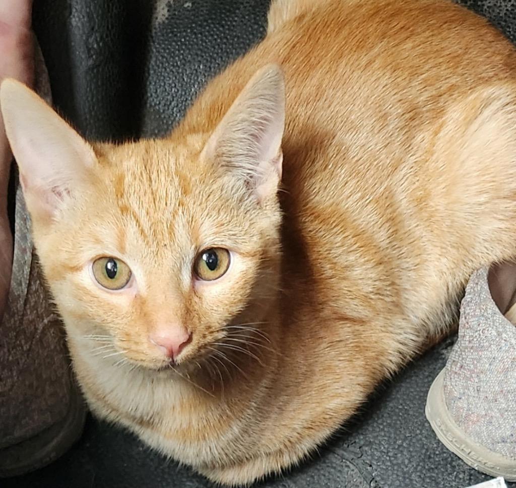 Garfield, Adopted, Young Male Domestic Short Hair.