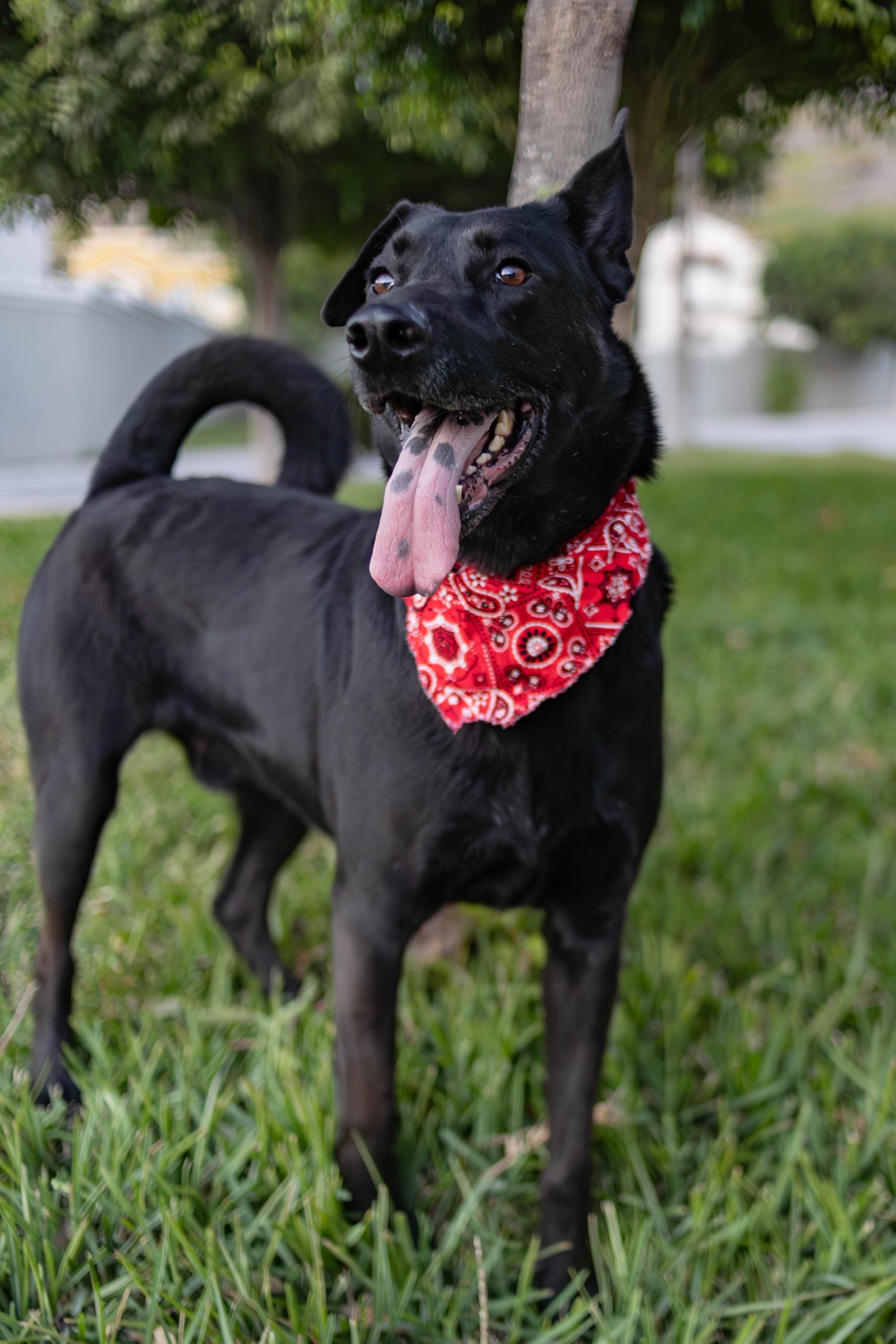Bubba, a Adoptable mixed breed in Tijuana, BCN image 1/6