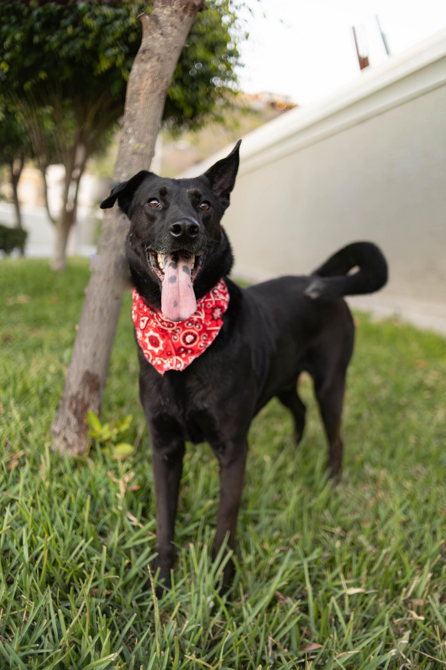 Bubba, a Adoptable mixed breed in Tijuana, BCN image 2/6