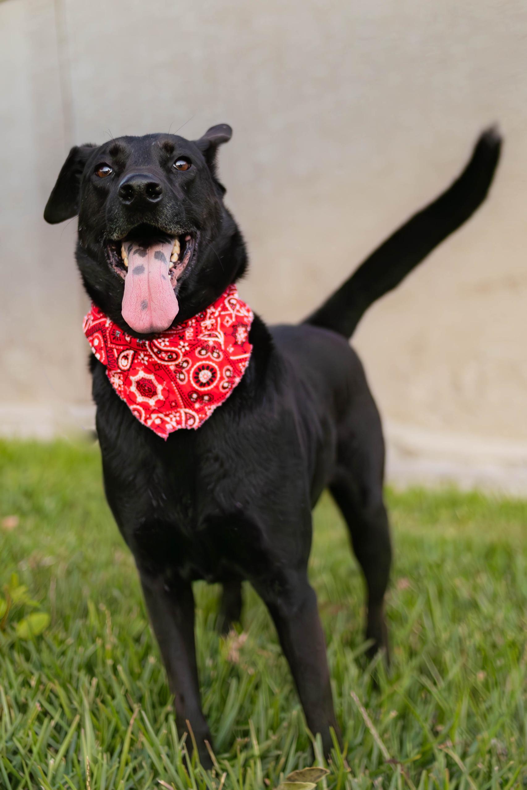 Bubba, a Adoptable mixed breed in Tijuana, BCN image 3/6