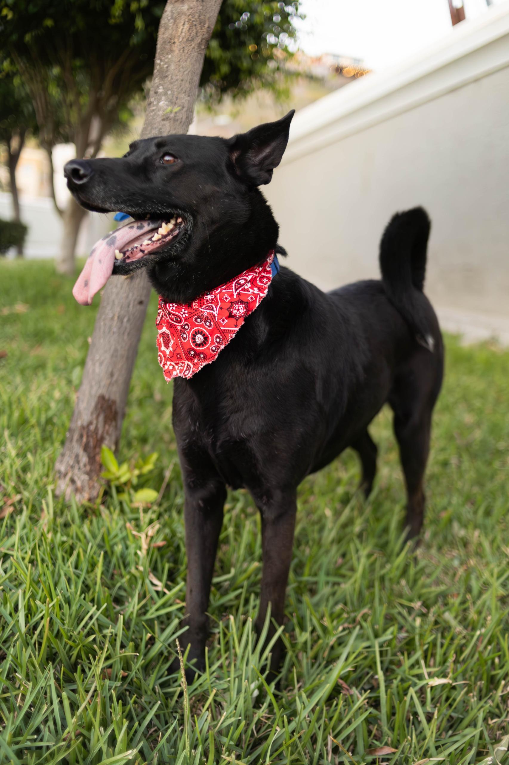 Bubba, a Adoptable mixed breed in Tijuana, BCN image 4/6