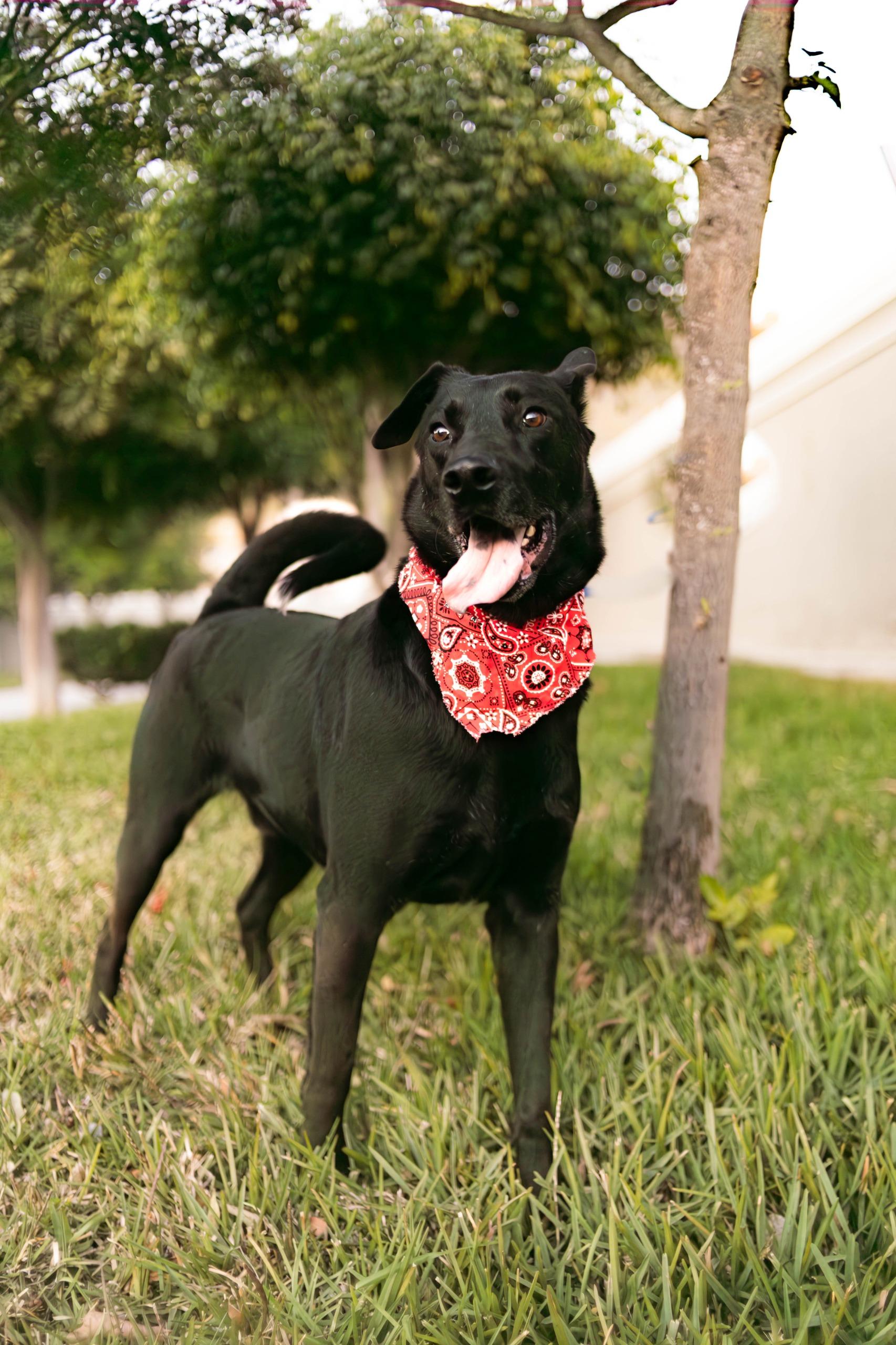 Bubba, a Adoptable mixed breed in Tijuana, BCN image 5/6