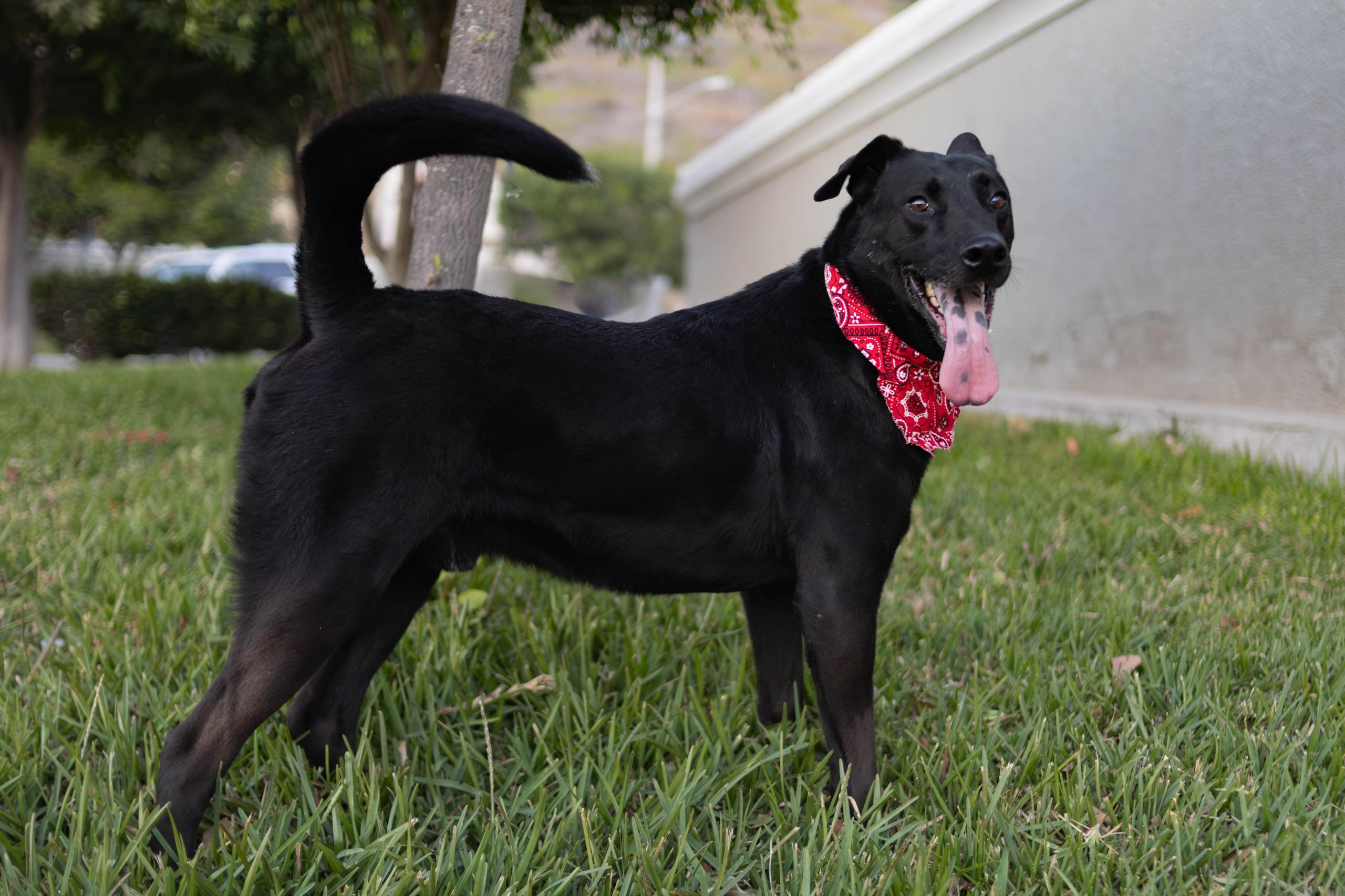 Bubba, a Adoptable mixed breed in Tijuana, BCN image 6/6