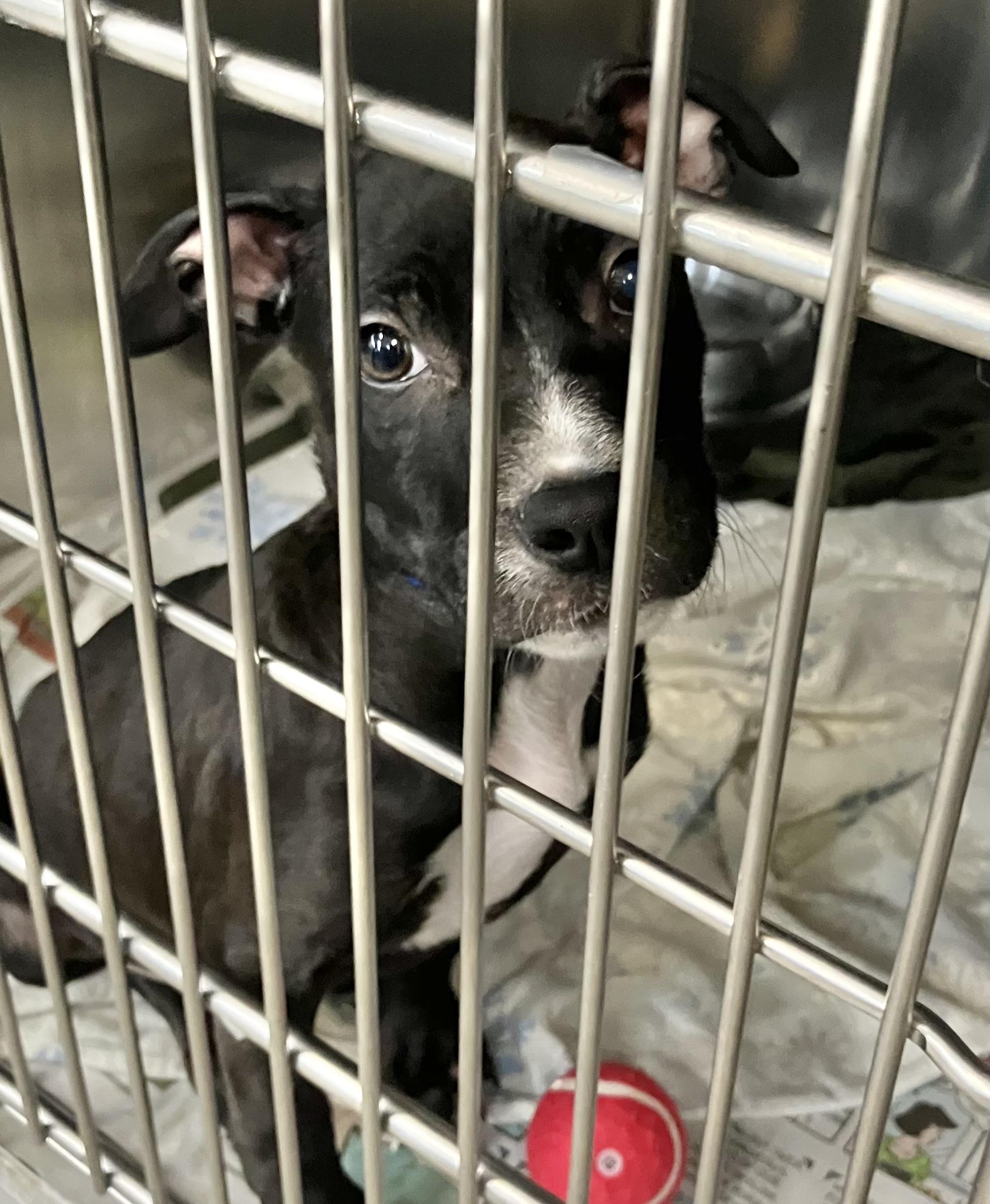 Bobby, Adoptable, Puppy Male Mixed Breed.