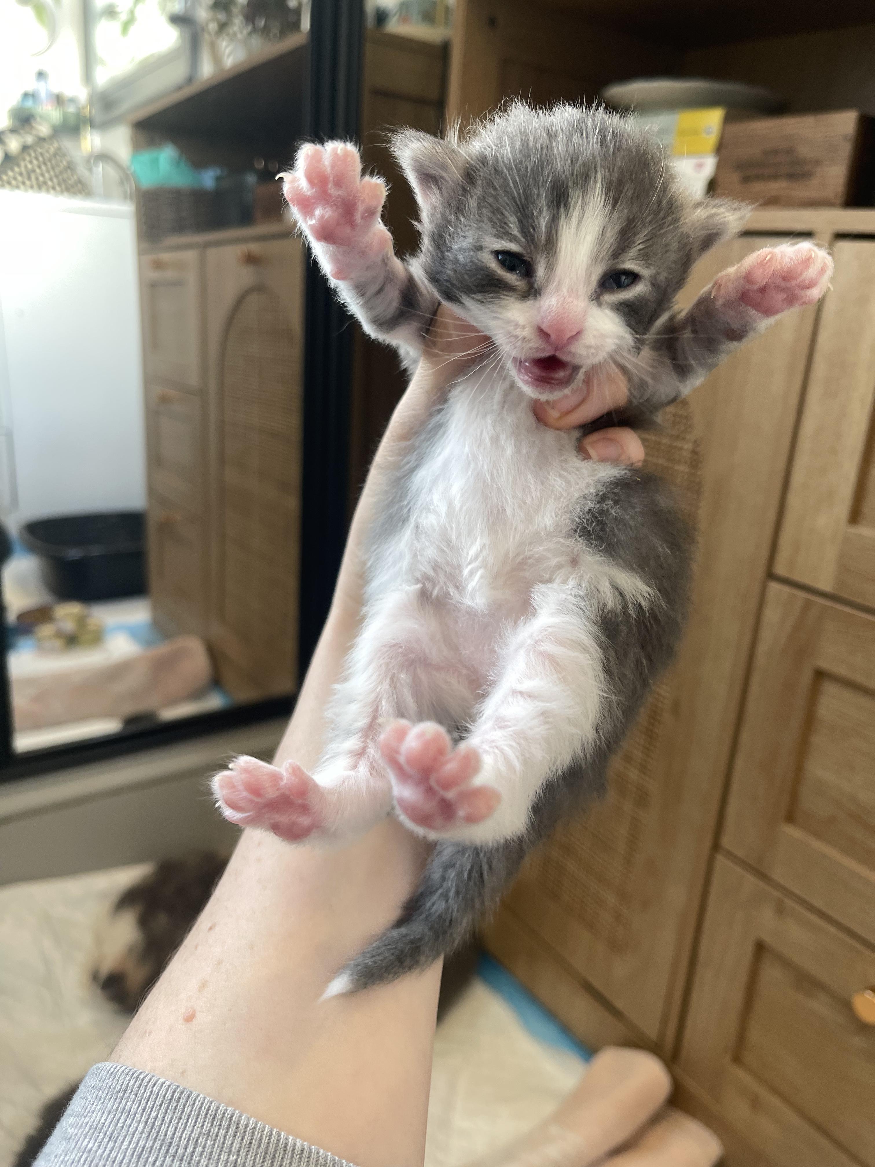 Enlarge Azure, a Adoptable Domestic Medium Hair in Columbus, OH image 2/3