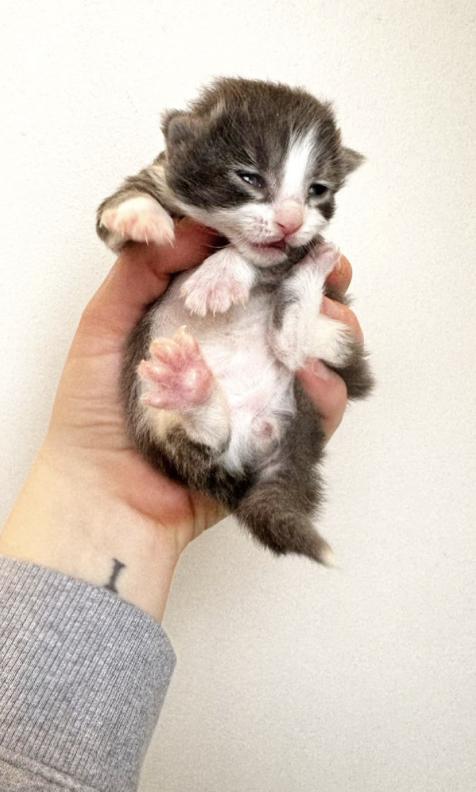 Enlarge Azure, a Adoptable Domestic Medium Hair in Columbus, OH image 3/3