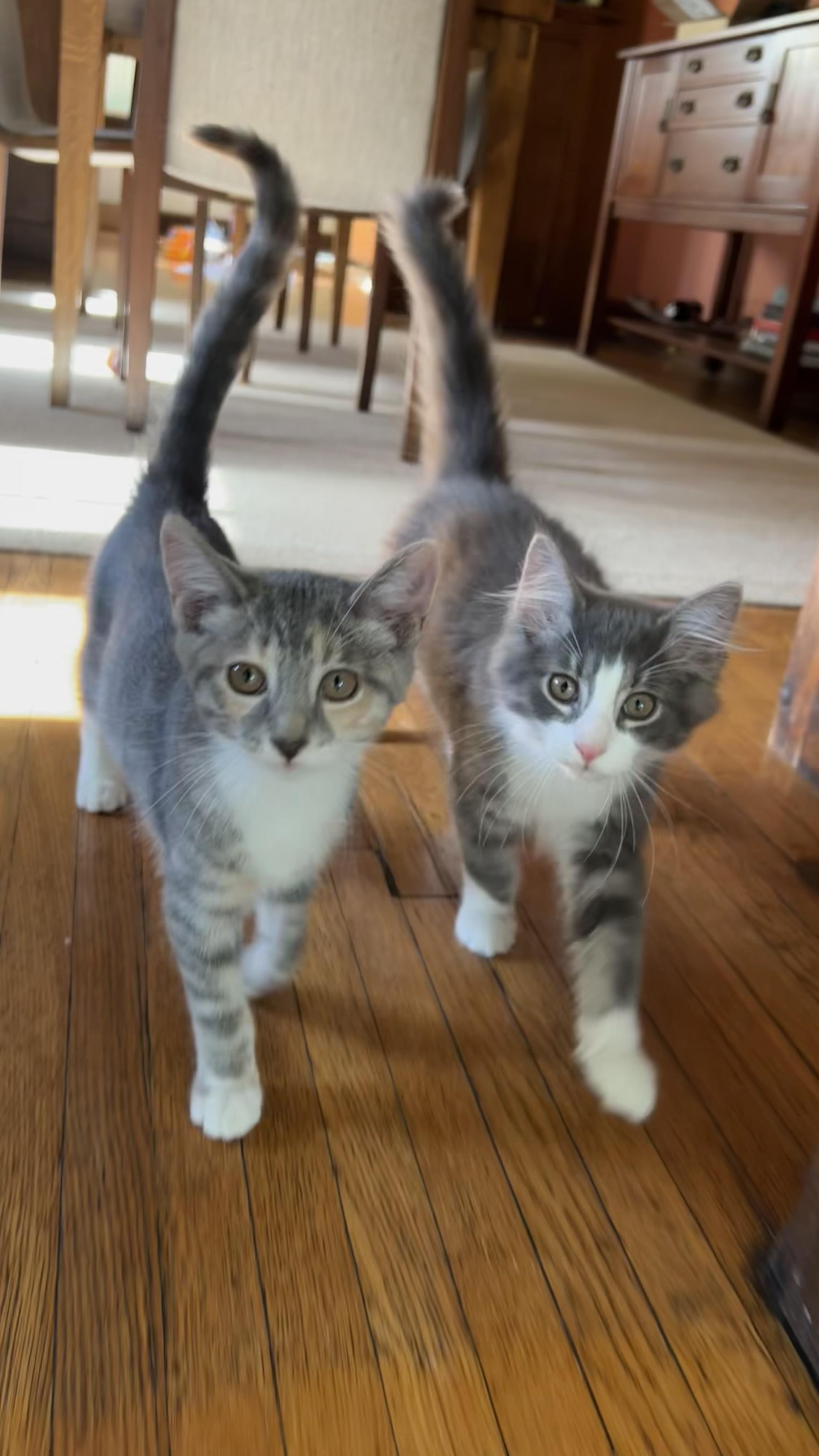 Enlarge Azure, an adoptable Domestic Long Hair in Columbus, OH image 3/6