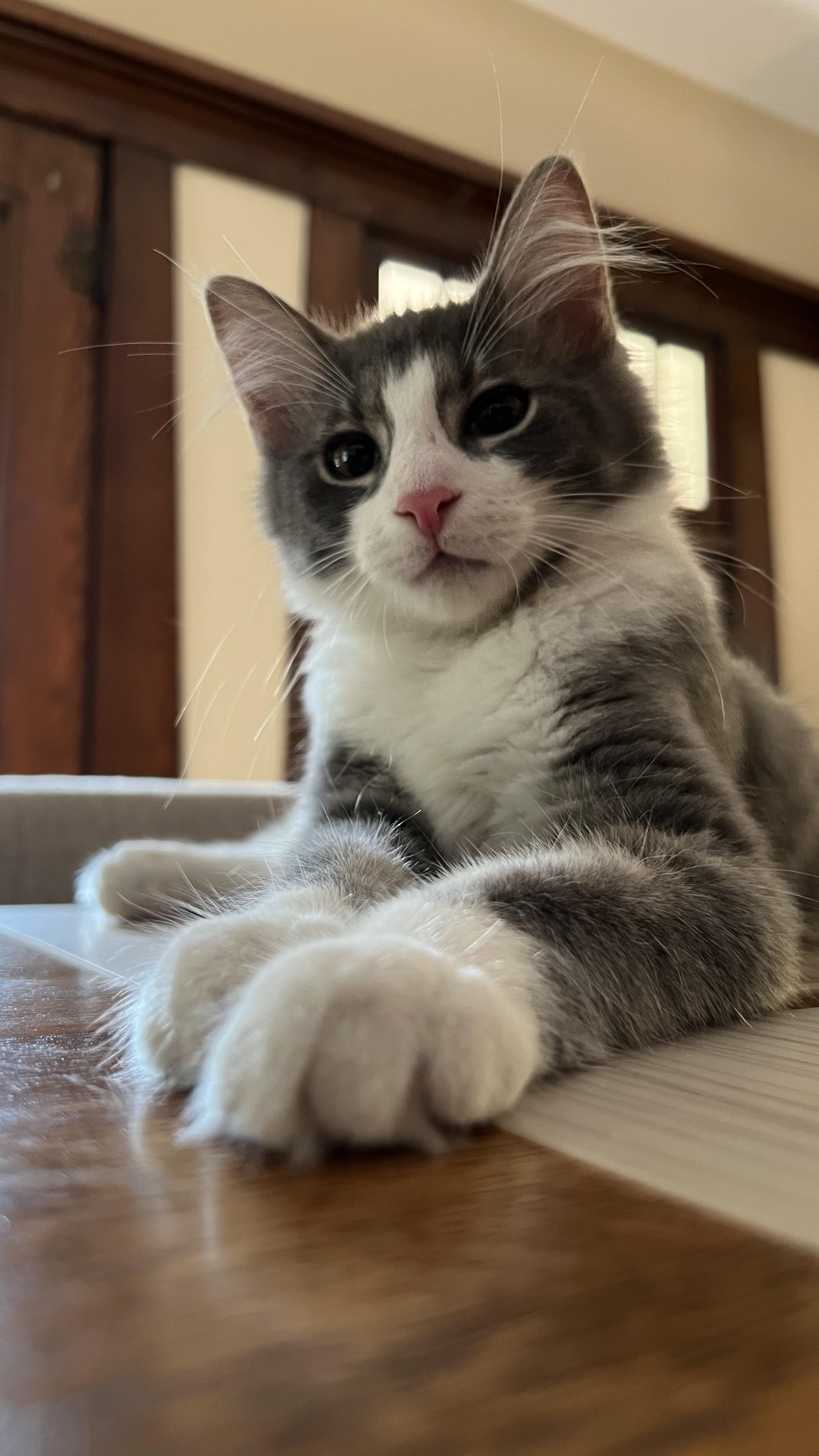 Enlarge Azure, an adoptable Domestic Long Hair in Columbus, OH image 2/6