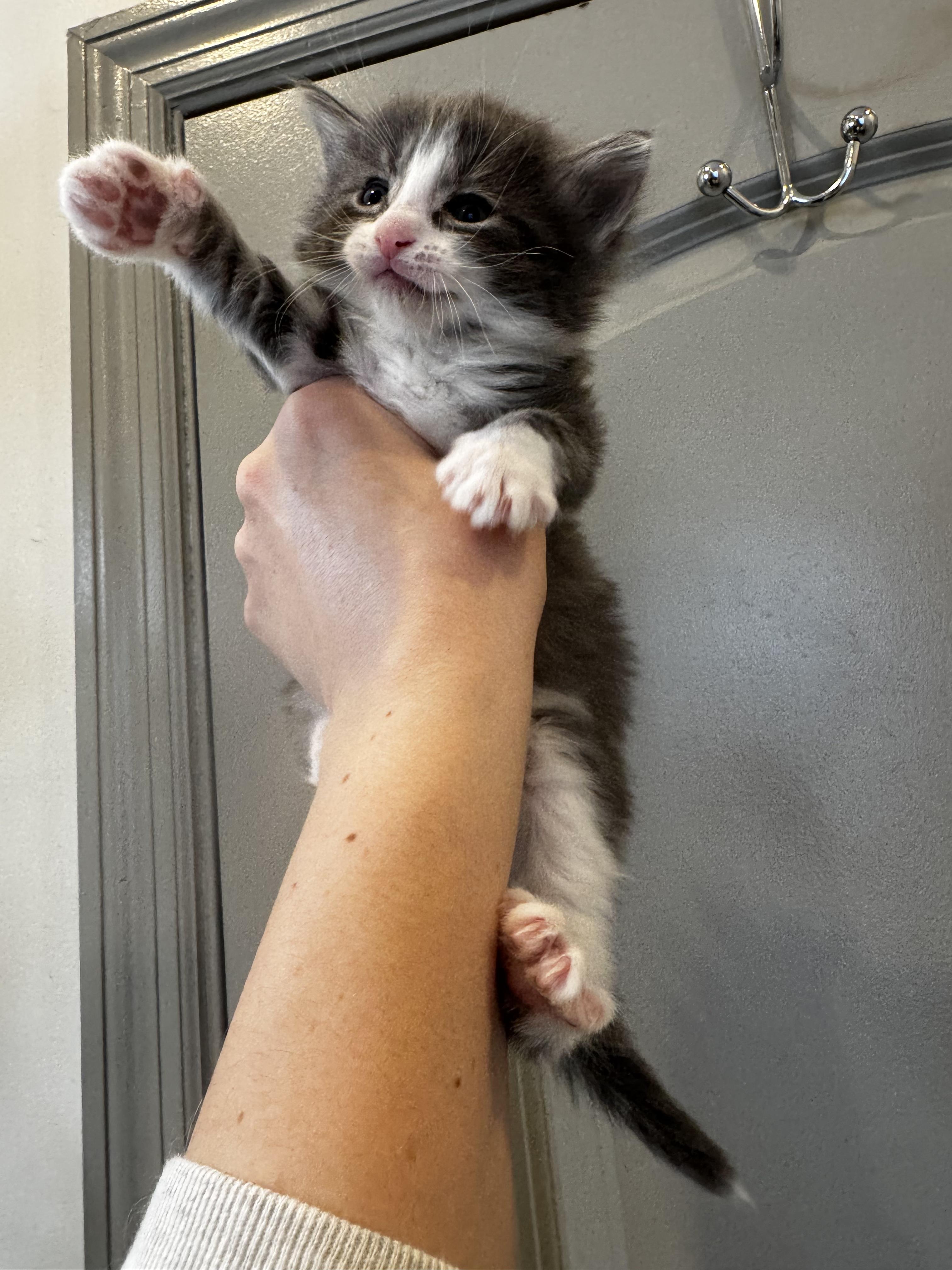 Azure, Adoptable, Kitten Male Domestic Medium Hair.