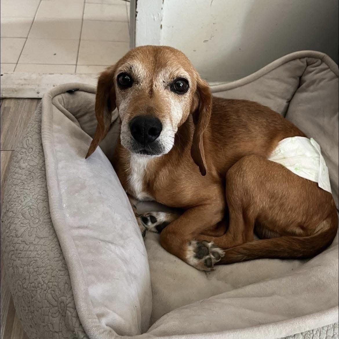 Sami, Adoptable, Senior Male Beagle & Mixed Breed.