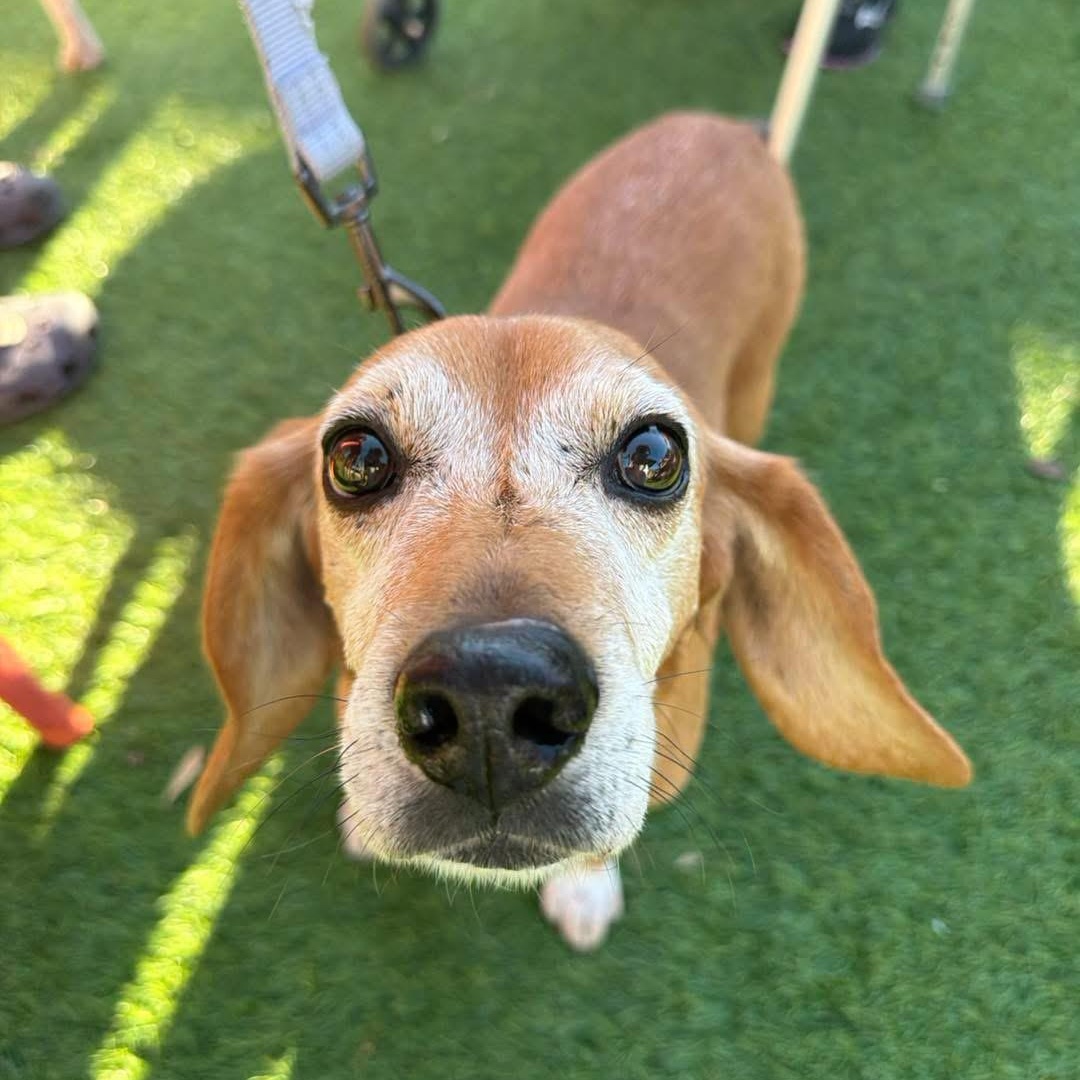 Enlarge Sami, a Adoptable mixed breed in Yaphank, NY image 6/6