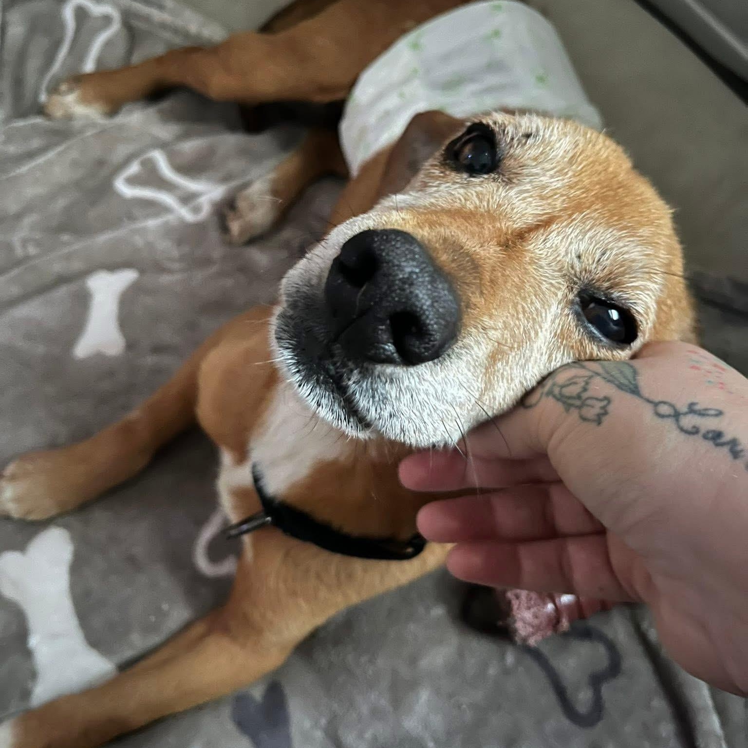 Sami, a Adoptable mixed breed in Yaphank, NY image 5/6