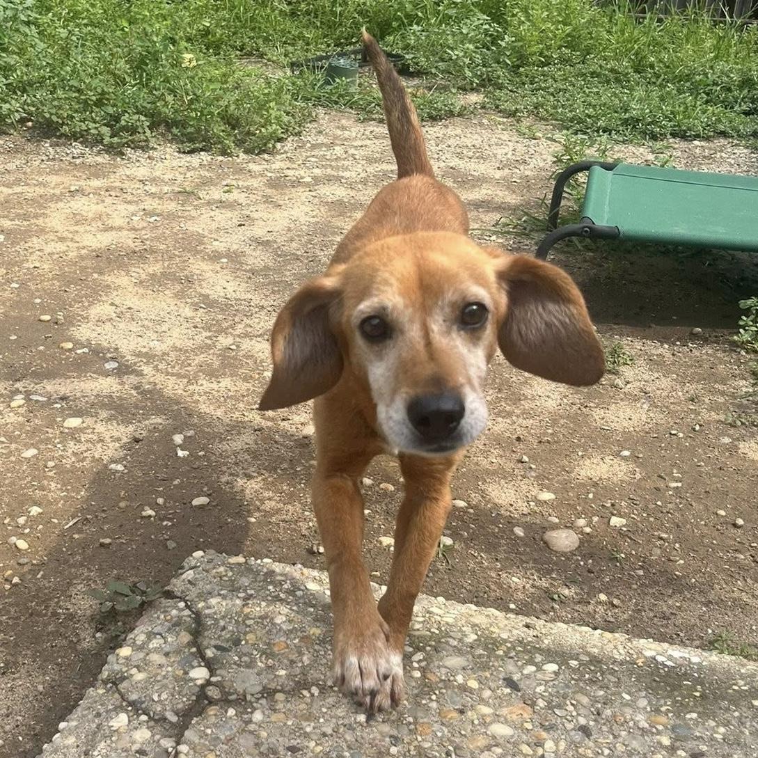 Sami, a Adoptable mixed breed in Yaphank, NY image 6/6