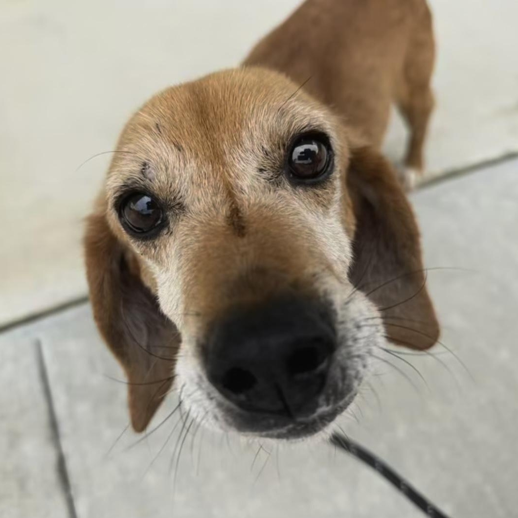 Sami, a Adoptable mixed breed in Yaphank, NY image 4/6