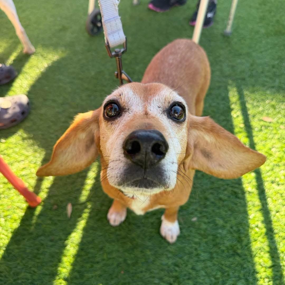 Sami, Adoptable, Senior Male Beagle & Mixed Breed.