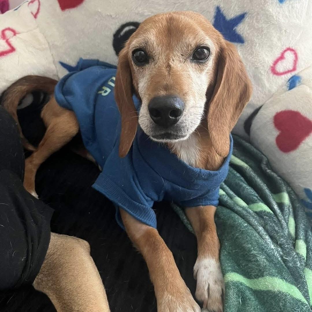 Sami, a Adoptable mixed breed in Yaphank, NY image 2/6