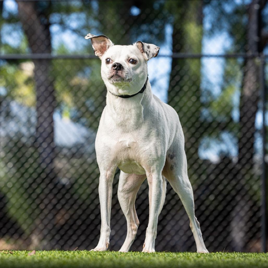 Rainbow, Adoptable, Adult Female Chihuahua.