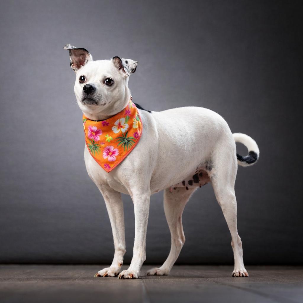 Rainbow, a Adoptable mixed breed in Jupiter, FL image 2/6