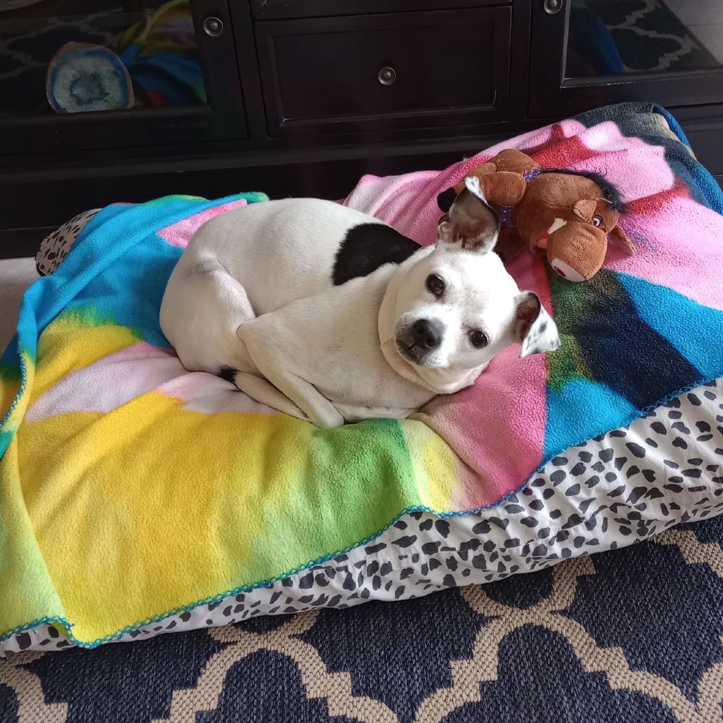 Enlarge Rainbow, a Adoptable mixed breed in Jupiter, FL image 3/6