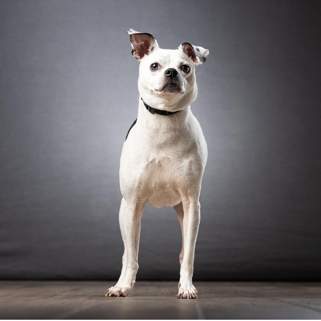 Rainbow, a Adoptable mixed breed in Jupiter, FL image 3/6