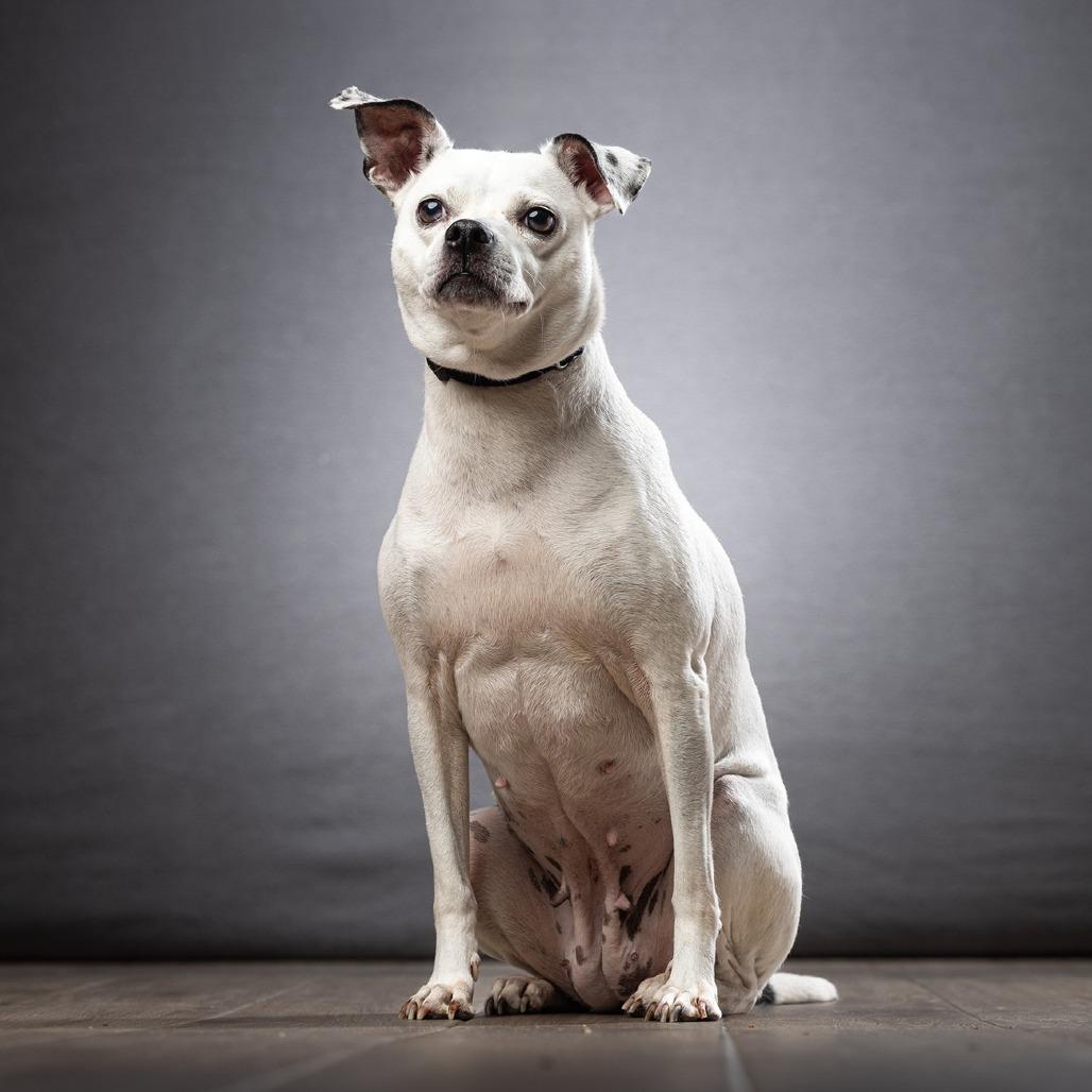 Rainbow, a Adoptable mixed breed in Jupiter, FL image 4/6