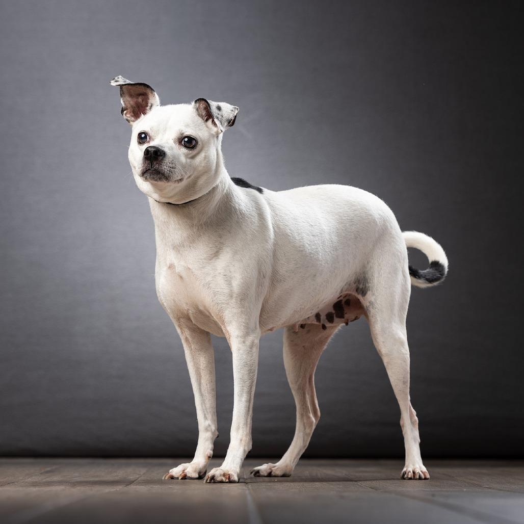 Rainbow, a Adoptable mixed breed in Jupiter, FL image 5/6