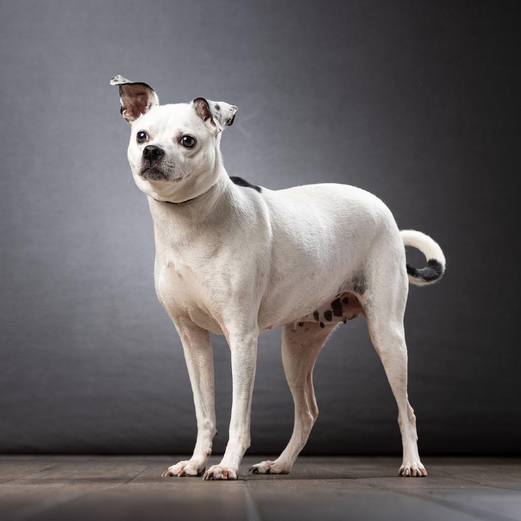 Rainbow, a Adoptable mixed breed in Jupiter, FL image 6/6