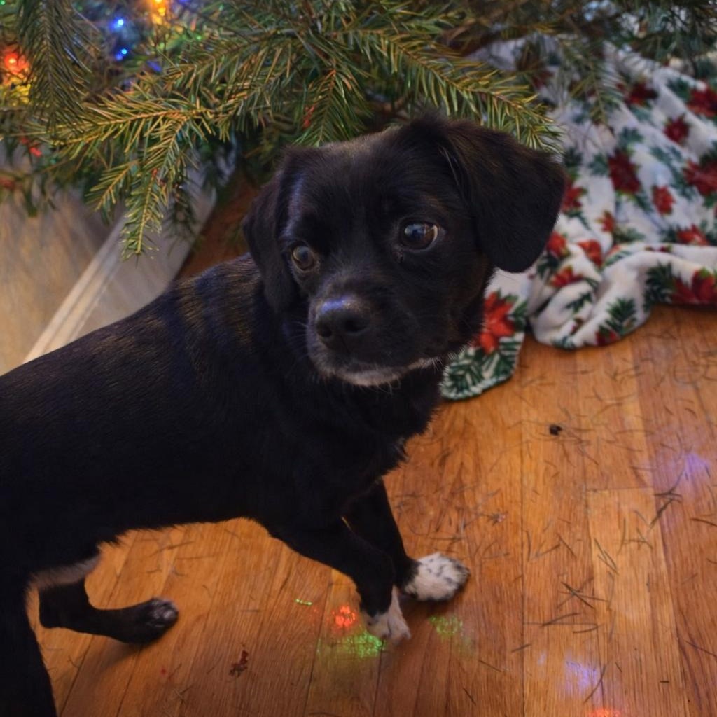 Tahoe, Adoptable, Young Male Pug.