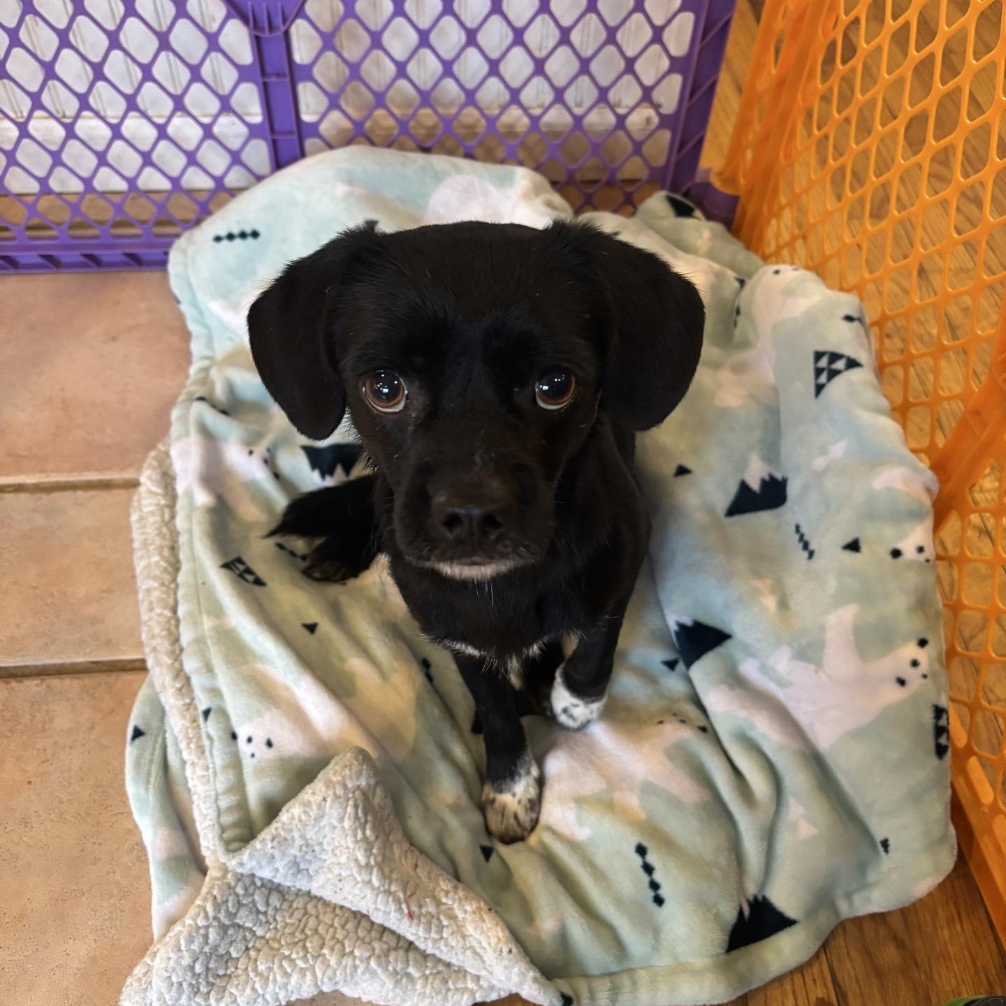 Enlarge Tahoe, a Adoptable mixed breed in Copiague, NY image 3/4